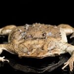 suriname-toad