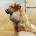 A 3kg tumor on the stray dog's jaw was suffocating it, so I made a bold decision