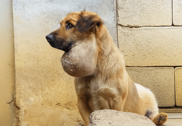 A 3kg tumor on the stray dog's jaw was suffocating it, so I made a bold decision