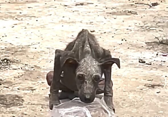 From Garbage to Grace Banner