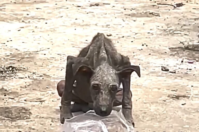 From Garbage to Grace Banner