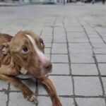 Rescuing Reese A Story of Survival and New Beginnings