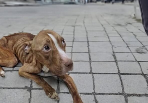 Rescuing Reese A Story of Survival and New Beginnings