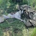 Sarita’s Story, A Second Chance at Life