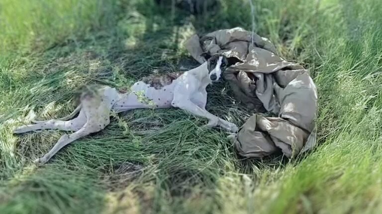 Sarita’s Story, A Second Chance at Life